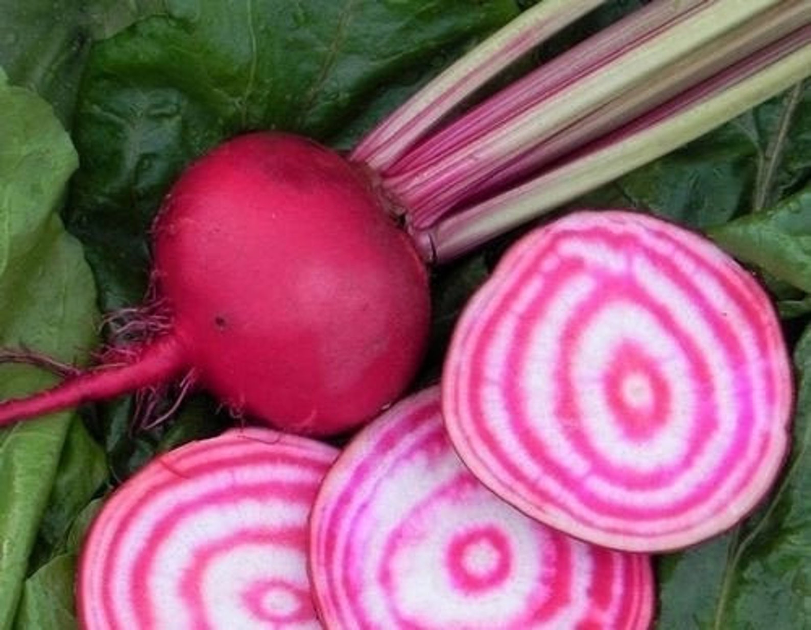 Candy Cane Striped Beet Seeds Organic Non GMO Chioggia Etsy
