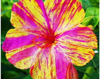 Marvel of Peru Four O' Clock Seeds | Garden Flower Broken Color Changing Transform Pink Rainbow Plant Leaf Seed 2024 Season Fast Shipping