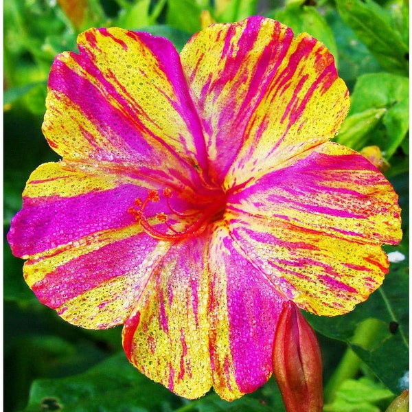Marvel of Peru Four O' Clock Seeds | Garden Flower Broken Color Changing Transform Pink Rainbow Plant Leaf Seed 2024 Season Fast Shipping