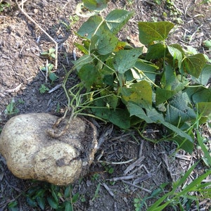 True Jicama Seeds NonGMO Heirloom USA Garden Vegetable Common Yam Bean Root Potato Turnip Asian Mexican Seed For 2024 Season Fast Shipping image 2