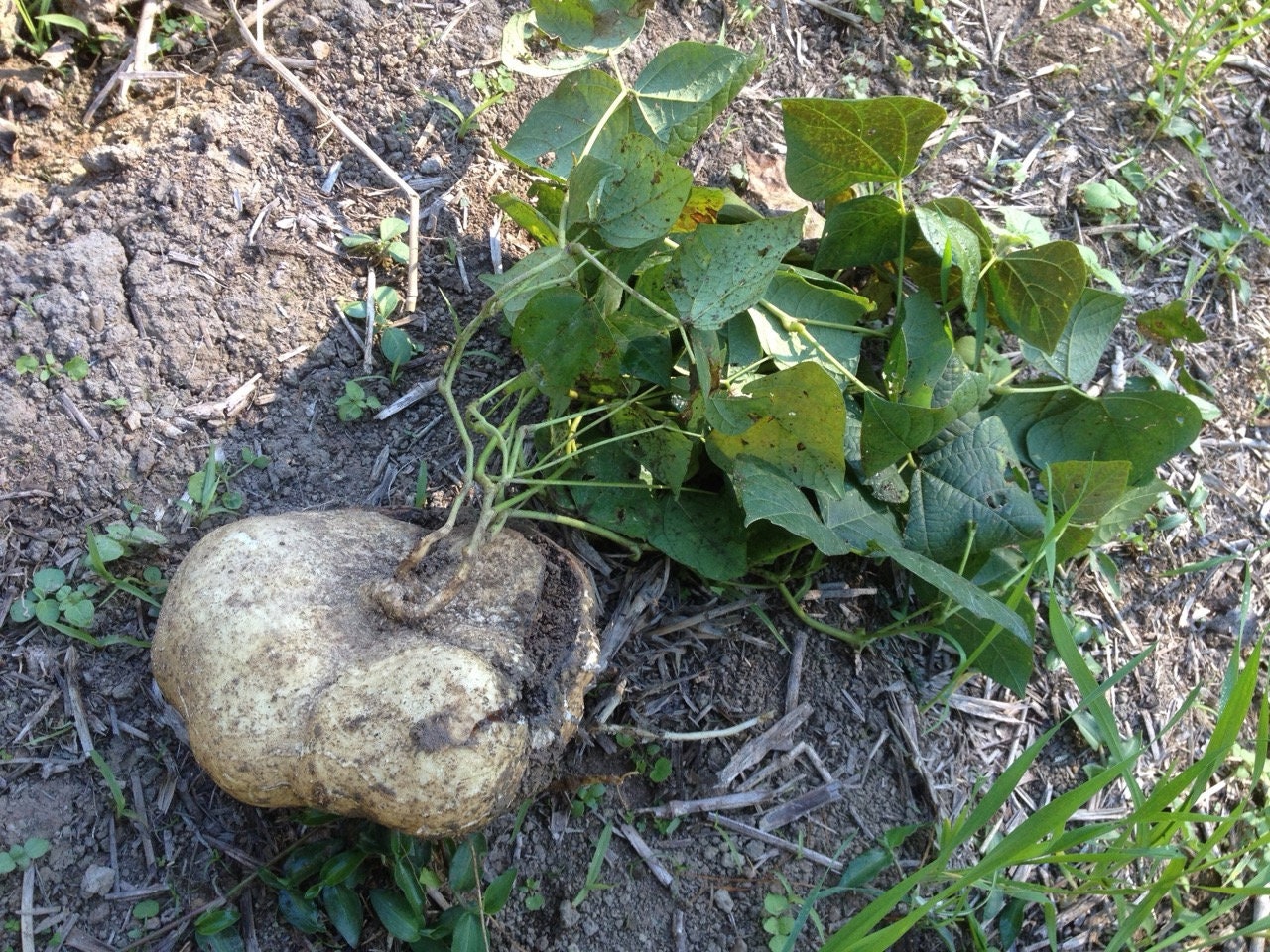 True Jicama Seeds Nongmo Heirloom USA Garden Vegetable Etsy