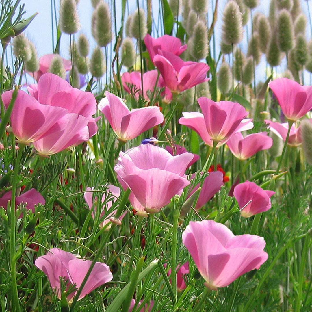 Purple Gleam California Poppy Seeds Lavender Pink Lilac Rose Poppies
