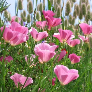 Purple Gleam California Poppy Seeds | Lavender Pink Lilac Rose Poppies Deer Resistant Drought Tolerant USA Flower Seed 2024 Fast Shipping