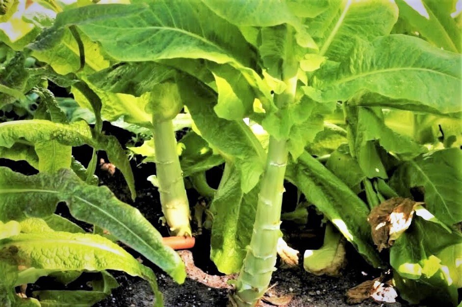 Celtuce Seeds Chinese Stem Lettuce 莴笋 油麦菜 Slow Bolting Etsy