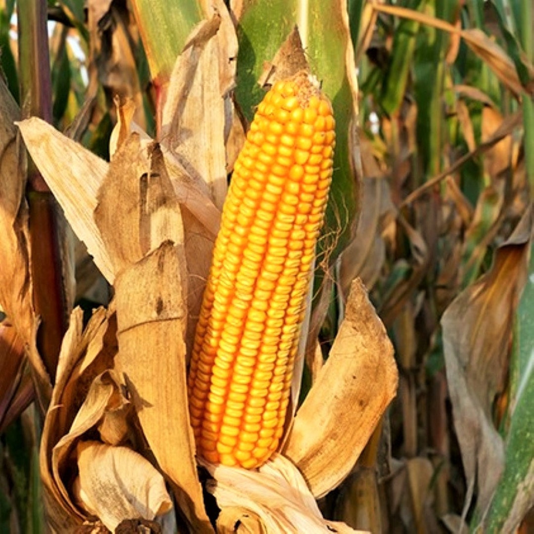 Reid's Yellow Dent Corn Seeds Open Pollinated Yellow Field Grinding