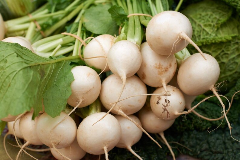Shogoin Japanese Turnip Seeds Nongmo Heirloom Garden Hakurei Etsy