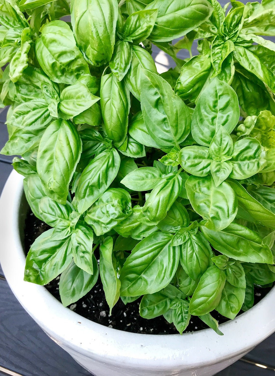 Sweet Italian Genovese Basil Seeds Ocimum basilicum Herb Etsy