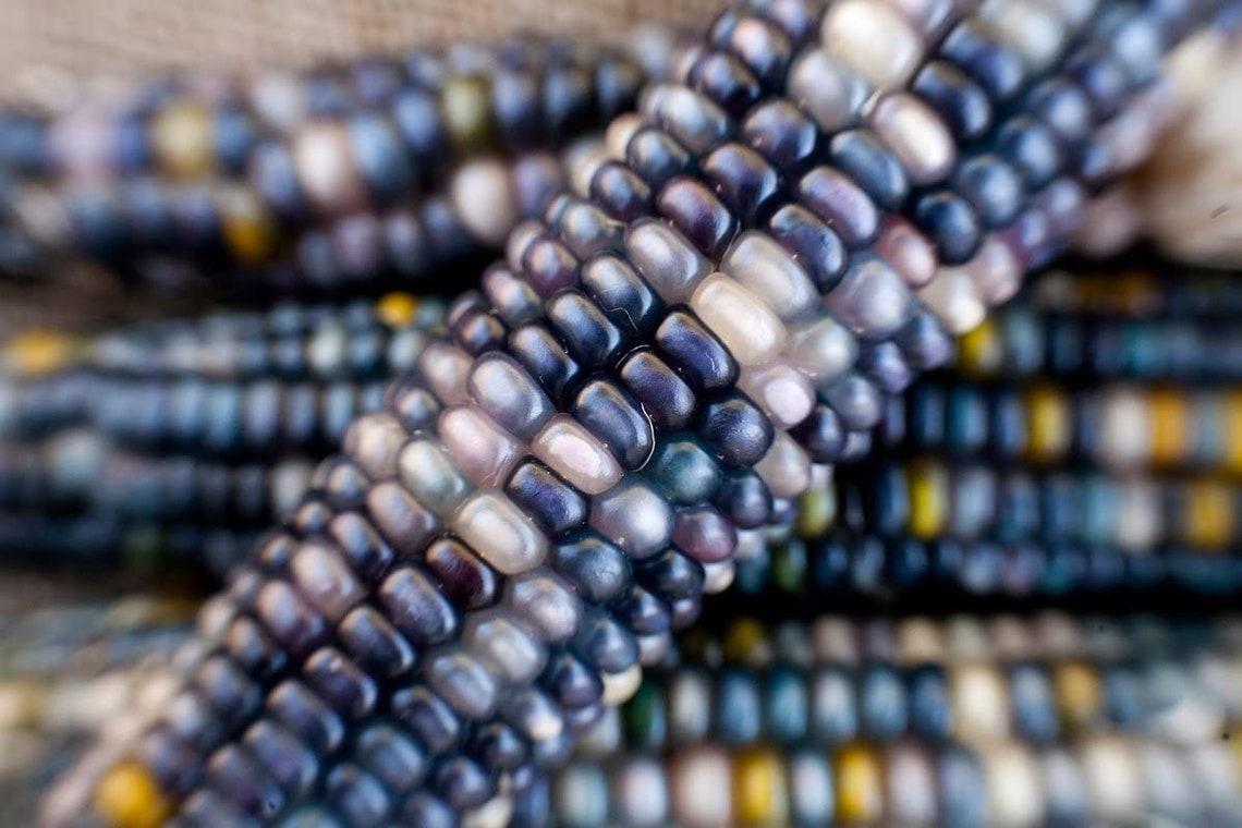 Shades Of Blue Indian Corn Seeds Maize Native American Fall Etsy
