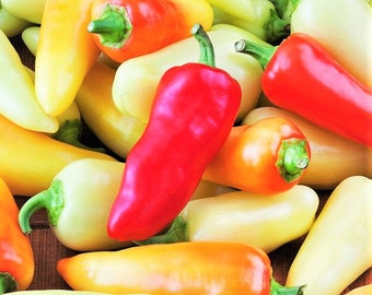 Santa Fe Grande Pepper Seeds | 700 Scoville Medium Hot Chili Guero Chile Yellow Calibre Jalapeno Vegetable Seed Fresh for 2024 Fast Shipping