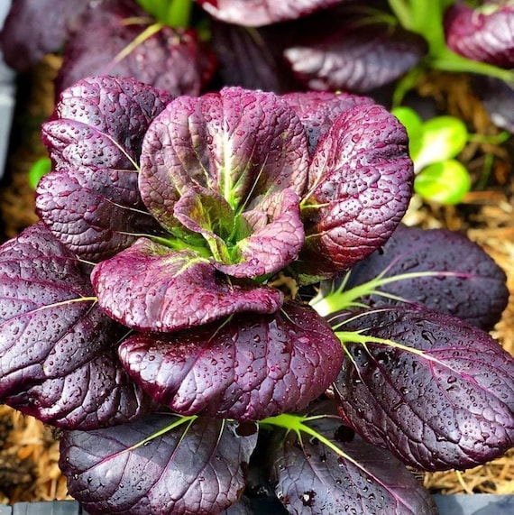 Purple Lady Bok Choy Seeds Pak Choi Purple Leaves Green Stem Etsy