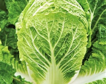 Matsushima Chinakohl Samen | Non GMO Heirloom Garten Bok Choy japanische koreanische asiatische Gemüsesamen für 2024 Saison schneller Versand