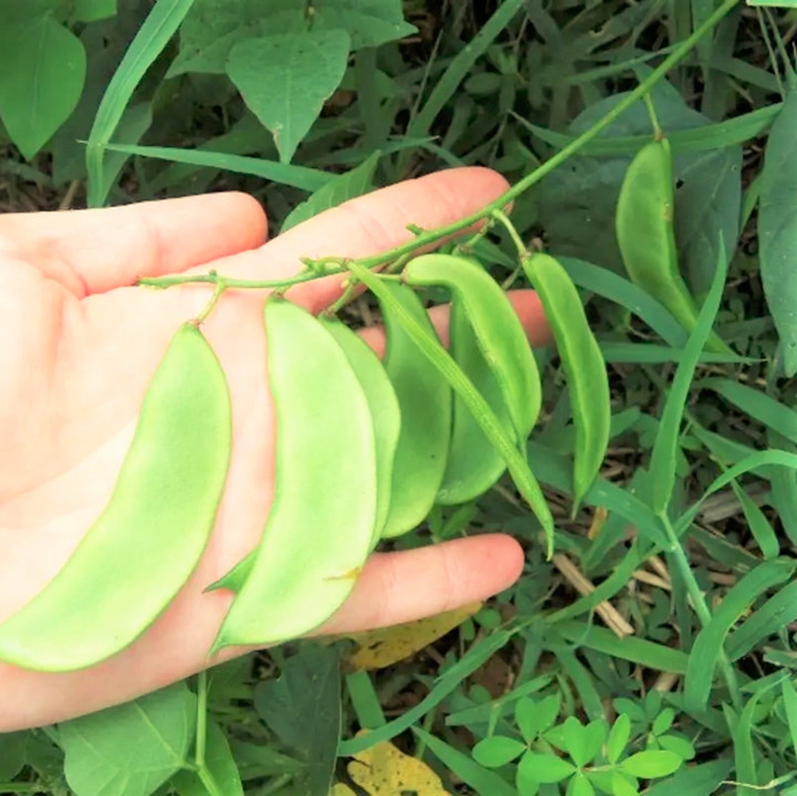 Henderson Lima Bean Seed Baby Butter Beans Heirloom Non GMO Etsy