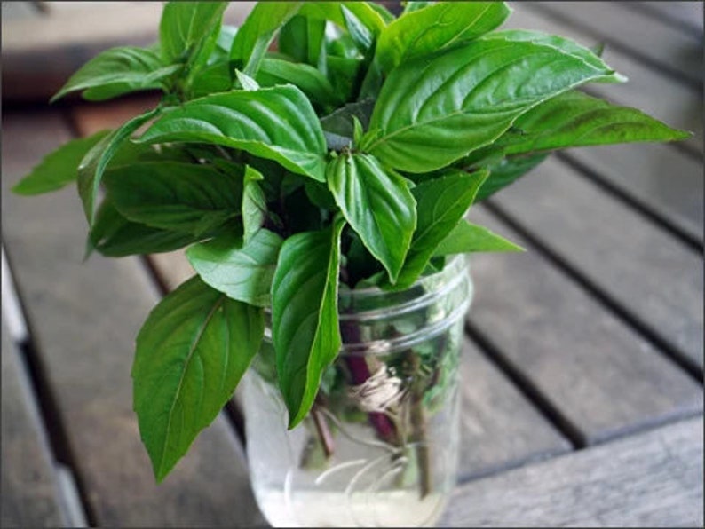Thai Basil Seeds USA Asian Herb Bouquet Vietnamese Pho Etsy