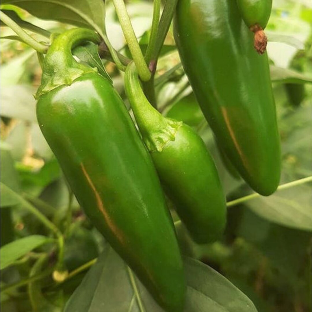 Jalapeno M Pepper Seeds 8,000 Scoville Medium Hot Dark Green Jalapenos