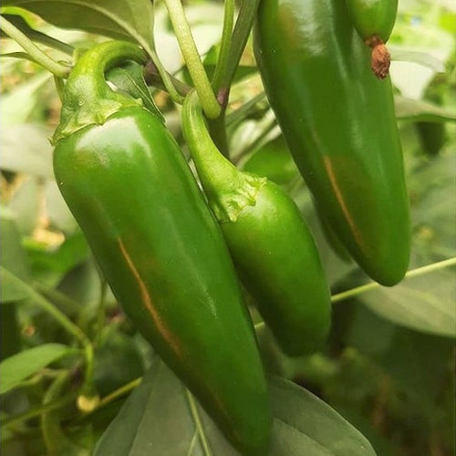 Fresh Seed  FREE Shipping! Jalapeno Pepper seeds Pepper Seed 
