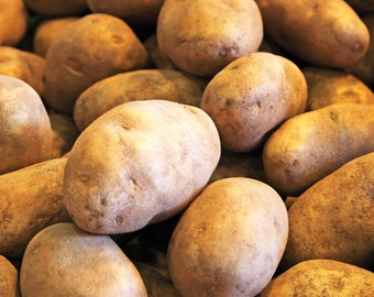 Russet Seed Potatoes | USDA Certified for Growers Size B Brown Burbank Idaho Potato Bulbs Grow Garden Planting For 2024 Season Fast Shipping