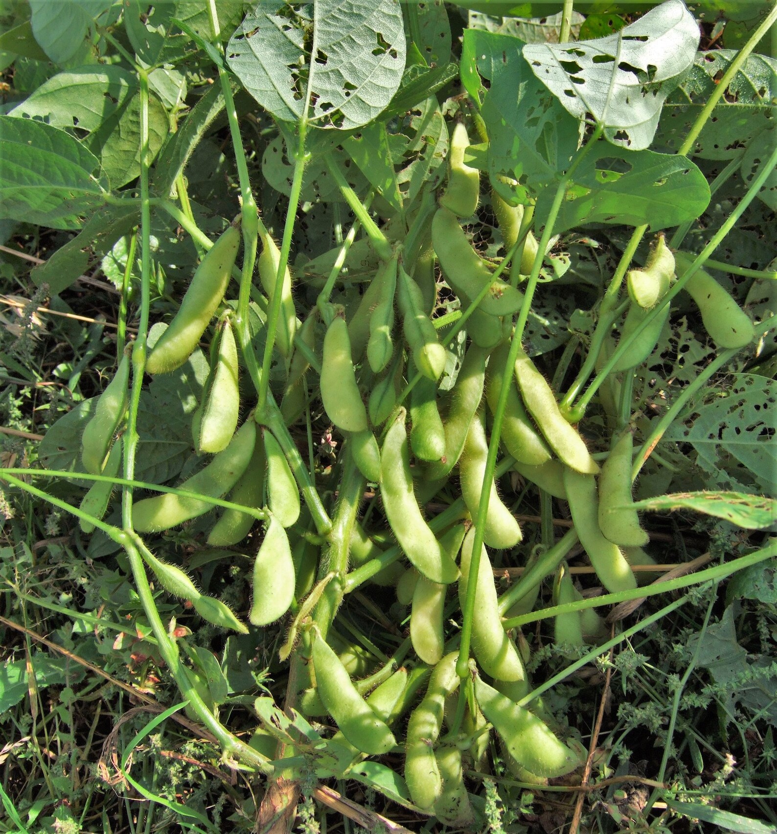 Midori Giant Japanese Edamame Seeds Non GMO Planting Soy Etsy