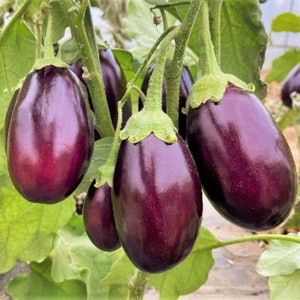 Indian Eggplant Seeds | Brinjal Ratna Small Baby Round Egg Aubergine Mini Chinese Eggplants USA Garden Vegetable Seed For 2024 Fast Shipping