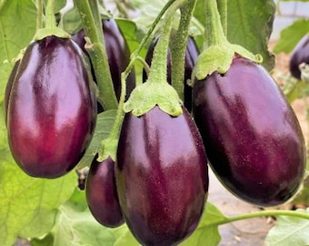 Indian Eggplant Seeds | Brinjal Ratna Small Baby Round Egg Aubergine Mini Chinese Eggplants USA Garden Vegetable Seed For 2024 Fast Shipping