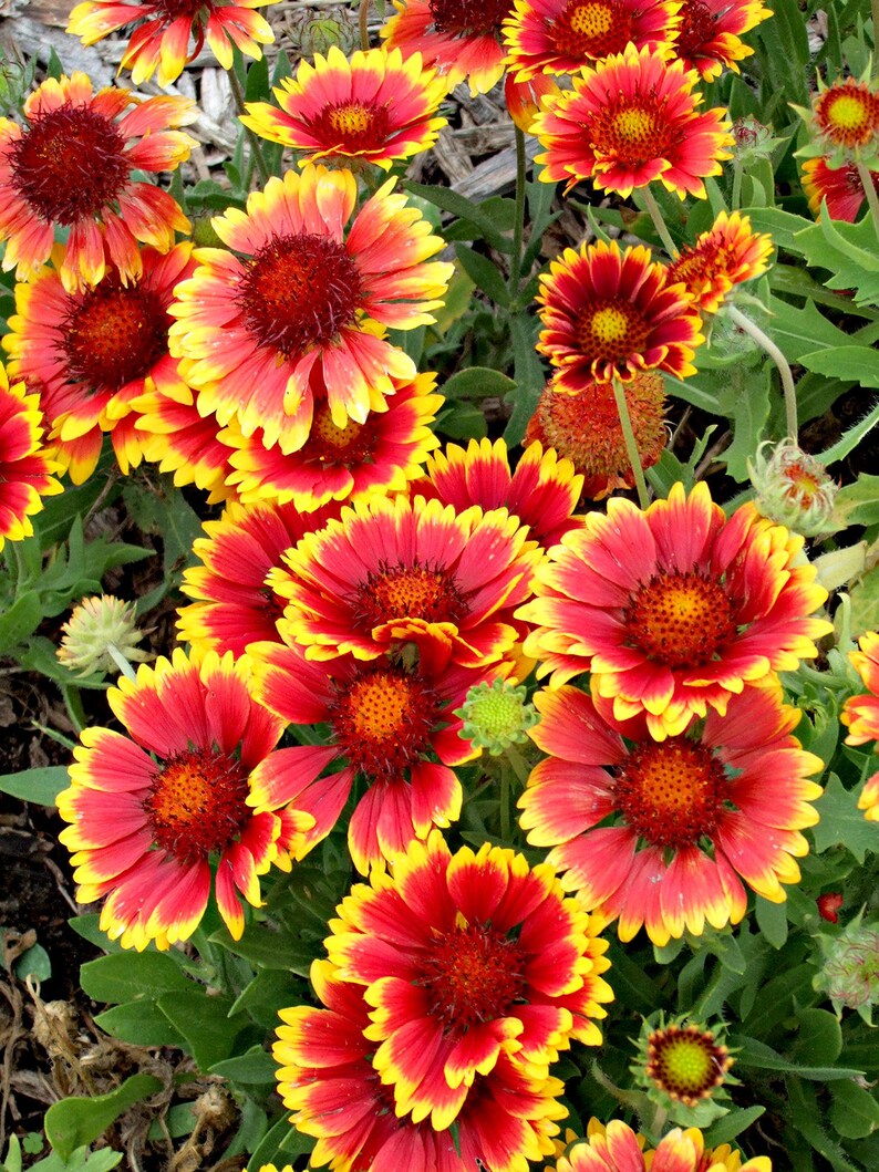 Indian Blanket Flower Seeds Gaillardia Firewheel Garden Etsy