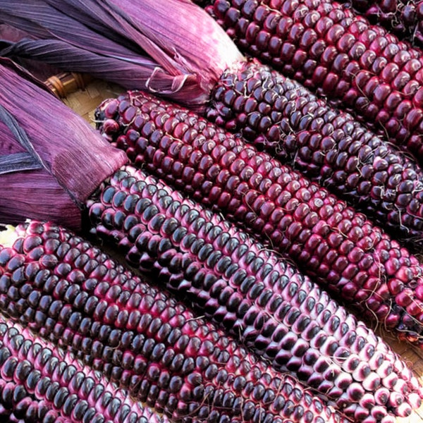 Double Red Sweet Corn Seeds | Purple Husk Bloody Butcher Seneca Stalker Ornamental Indian Dent  Untreated Seed for 2024 Season Fast Shipping