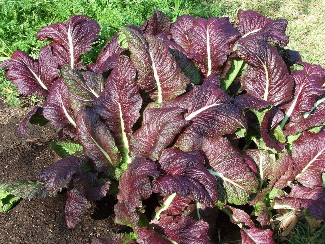 Japanese Giant Red Mustard Greens Seeds Organic Non GMO USA Etsy