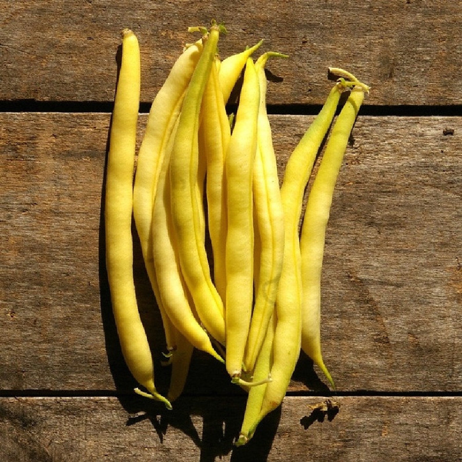 Golden Wax Yellow Wax Bean Seeds Non GMO Heirloom High Etsy Canada