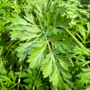 Common Mugwort Seeds | Artemisia Vulgaris Wormwood Weed Moxa Moxibustion Acupuncture Vegetable Herb Seed For 2024 Season Fast Shipping