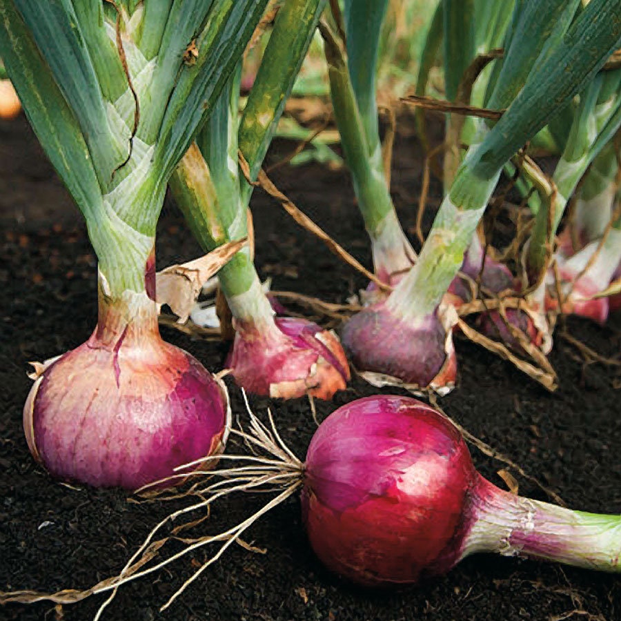 Karmen Red Onion Sets Starter Bulbs Long Day Non GMO Etsy