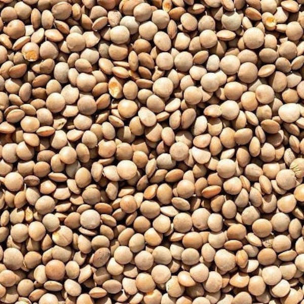 Brown Lentil Seeds | Non GMO Heirloom USA Vegetable Asian Indian Daal Bean Chickpea Cover Crop Vegan Black Geen Red Pea 2024 Season