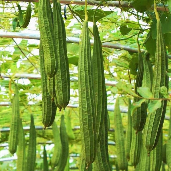 Da Rou Angled Luffa Gourd Seeds | Ridged Gourd Okra Bitter Melon Garden Sponge Soap Craft Asian Vegetable Seed For 2024 Season Free Shipping