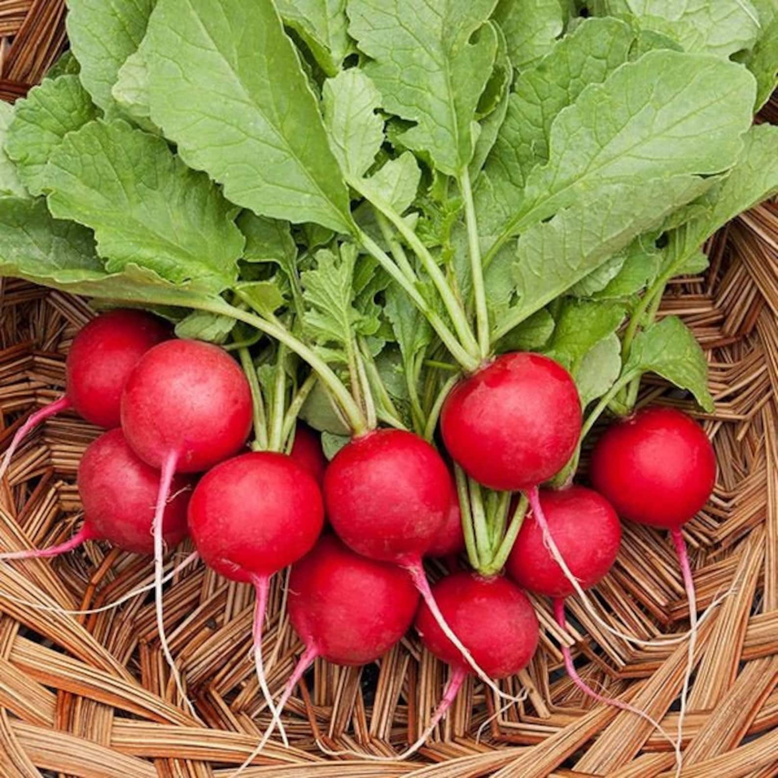 Cherry Belle Radish Seeds Red Globe Radishes Fast Growing Etsy