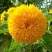 Teddy Bear Dwarf Sunflower Seeds | Non GMO Heirloom Garden Sungold Sun Flower Gold Seed Yellow Plant Vegetable For 2023 Season Fast Shipping