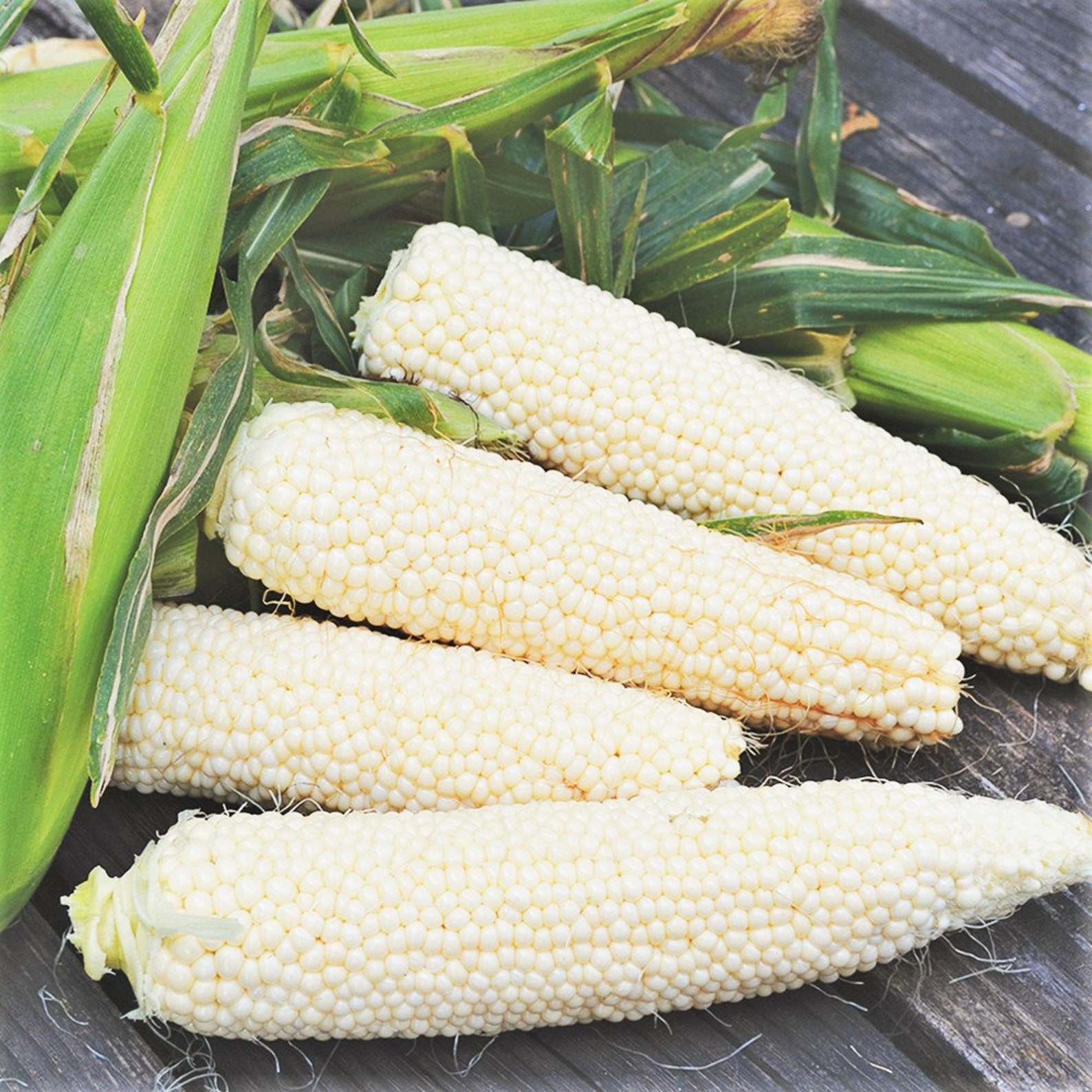 Country Gentleman Sweet White Corn Seeds White Shoepeg Etsy UK