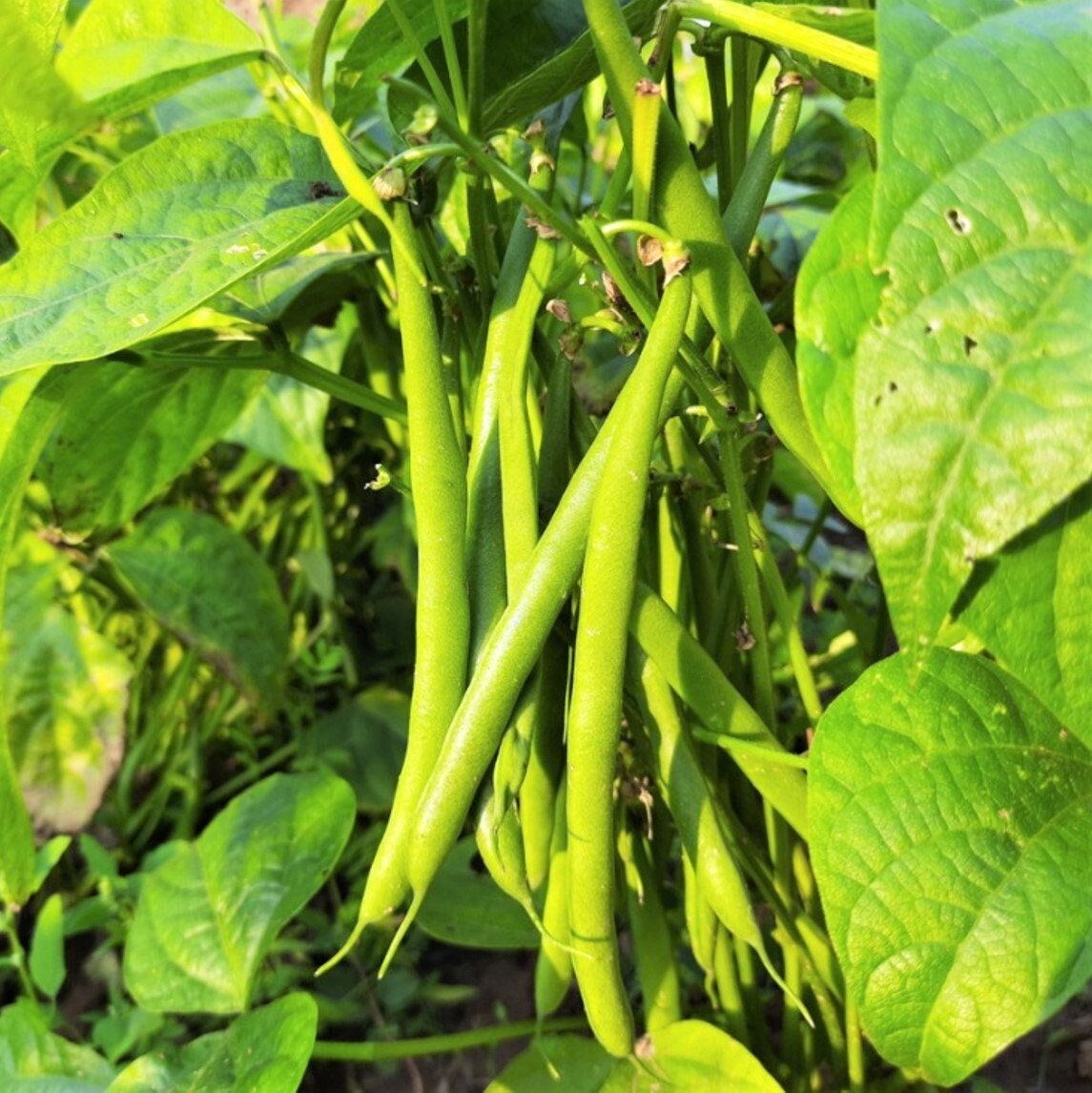 Tenderette Green Bean Seeds NonGMO Heirloom Stringless Beans Etsy