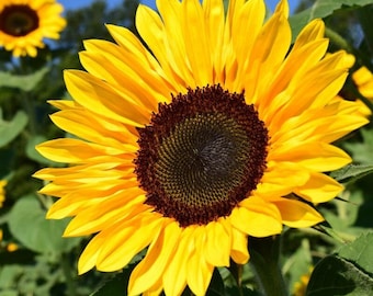 BULK Sunflower Seeds | For Planting Huge Tall Peredovik Black Oil Common Sun Flower USA Garden Plant Heirloom 2024 Season Fast Shipping