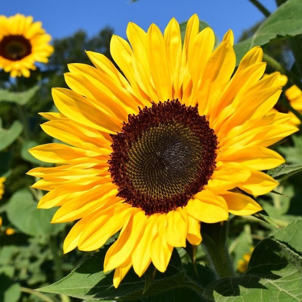 BULK Sunflower Seeds | For Planting Huge Tall Peredovik Black Oil Common Sun Flower USA Garden Plant Heirloom 2024 Season Fast Shipping