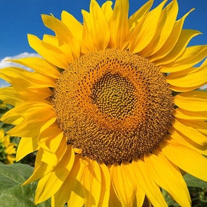 Mammoth Grey Stripe Sunflower Seeds | Huge Giant Yellow Sun Flower Competition Beauty Seed Flowers Helianthus Non GMO for 2024 Fast Shipping