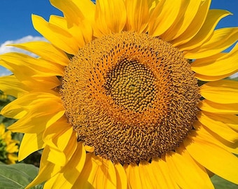 Mammoth Grey Stripe Sunflower Seeds | Huge Giant Yellow Sun Flower Competition Beauty Seed Flowers Helianthus Non GMO for 2022 Fast Shipping