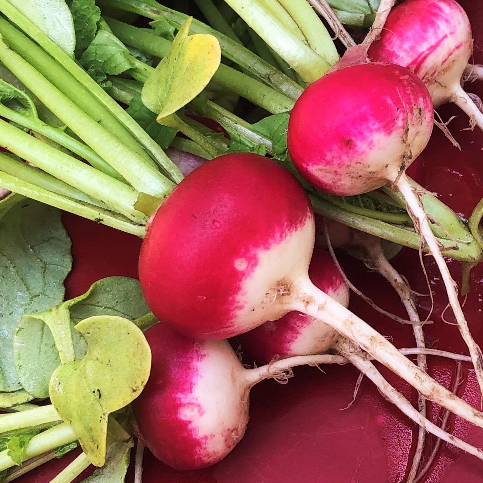 Sparkler Radish Seeds Organic Non GMO Heirloom USA Garden Etsy