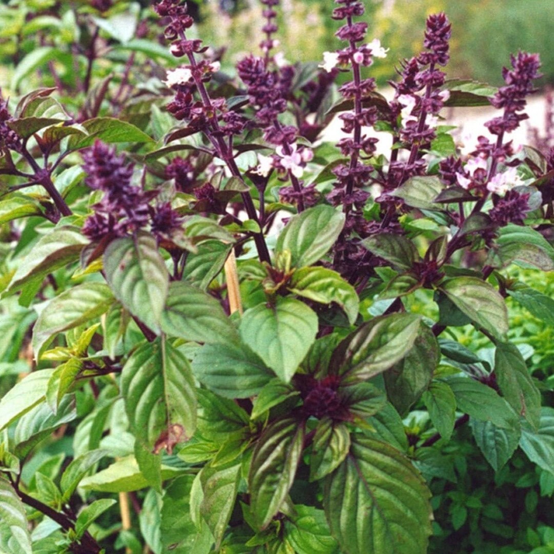 Licorice Basil Seeds Ocimum Basilicum Anise Herb Garden Thai Persian Aromatherapy