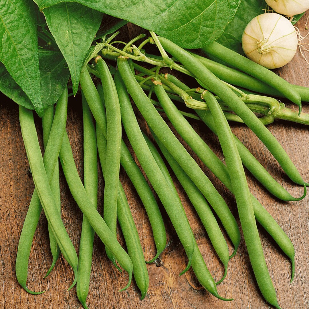 Provider Green Bean Seeds Non GMO Heirloom Hardy Stringless String