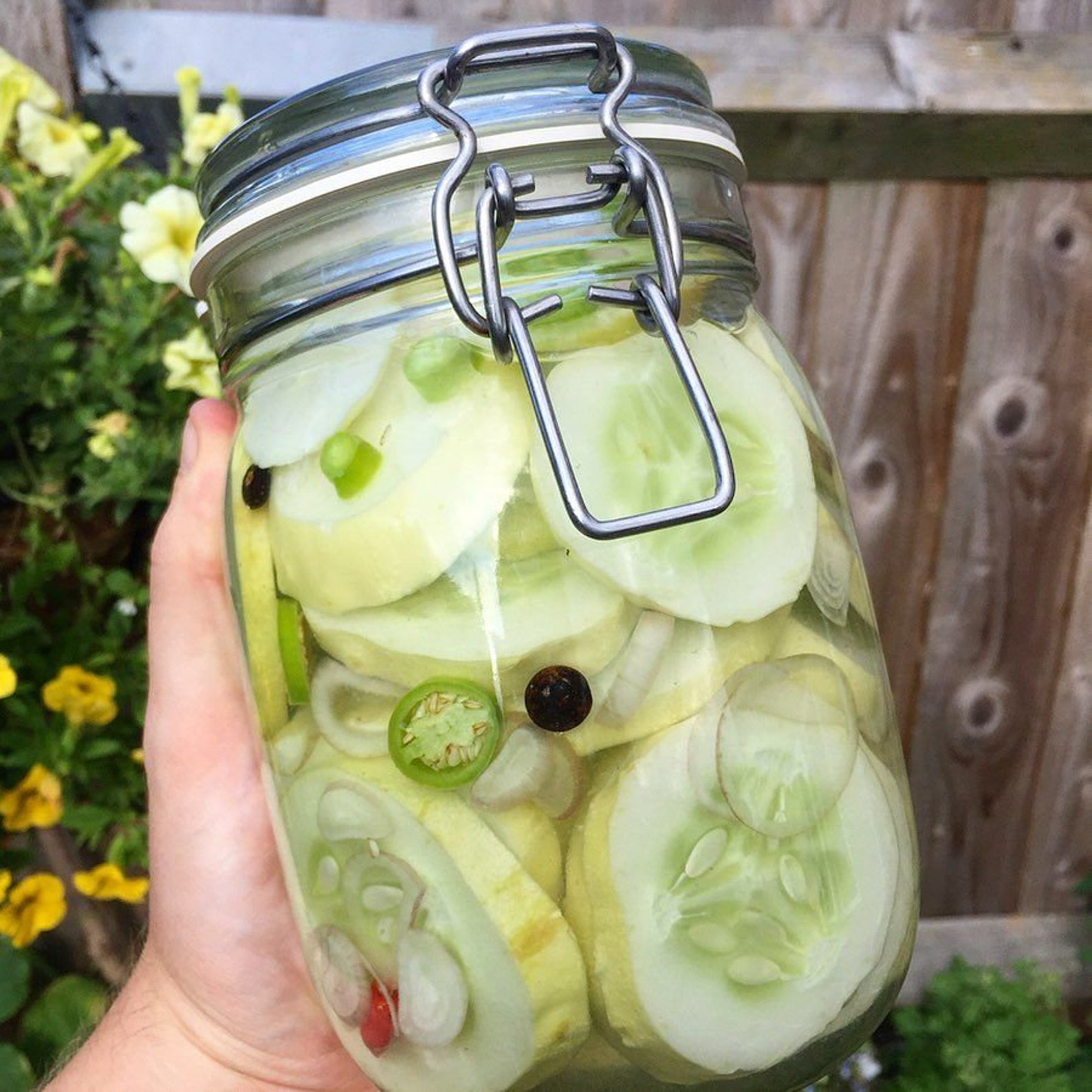 White Wonder Cucumber Seeds USA Garden Vegetable Albino Ivory Etsy
