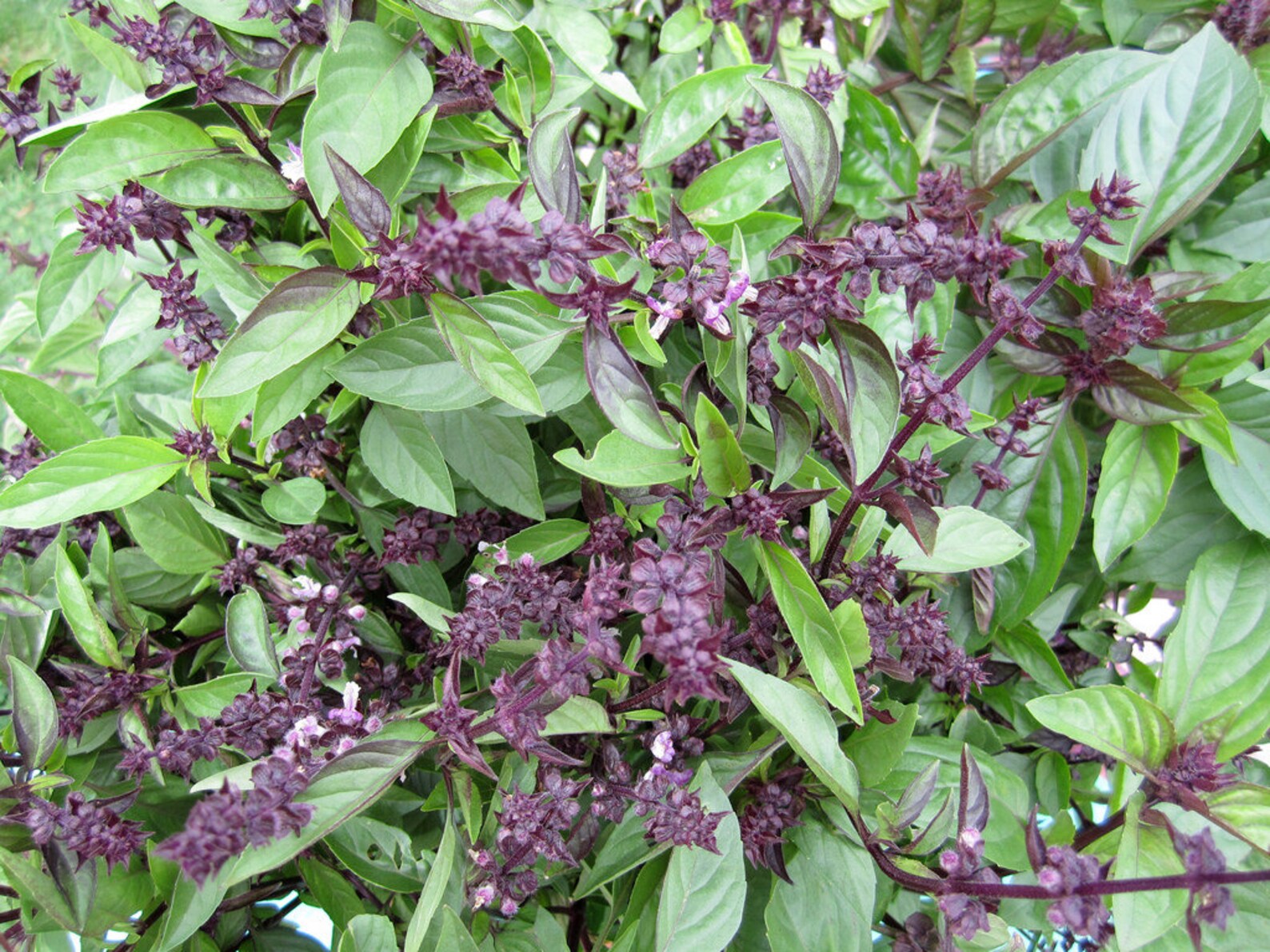 Licorice Basil Seeds Ocimum Basilicum Pot Herb Garden Thai Etsy