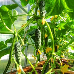 Parisian Gherkin Cucumber Seeds French Cornichon Baby Cucumbers Pickle Mini Kirby F1 Hybrid Vegetable Seed For 2024 Season Fast Shipping image 2