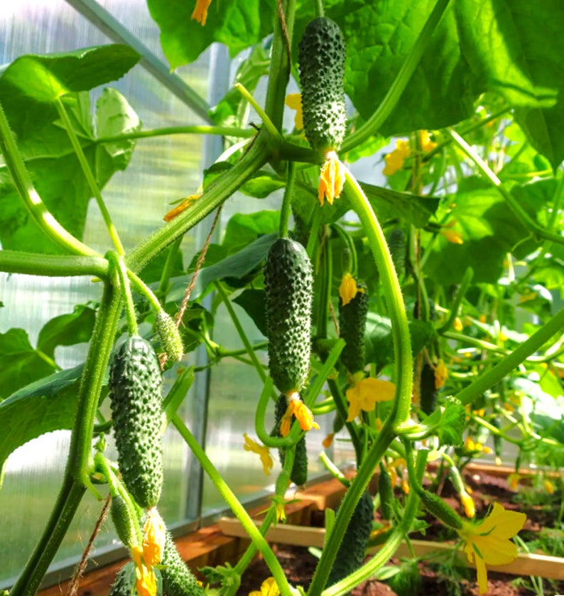 Parisian Gherkin Cucumber Seeds French Cornichon Baby Cucumbers Pickle Mini Kirby F1 Hybrid Vegetable Seed For 2024 Season Fast Shipping image 2