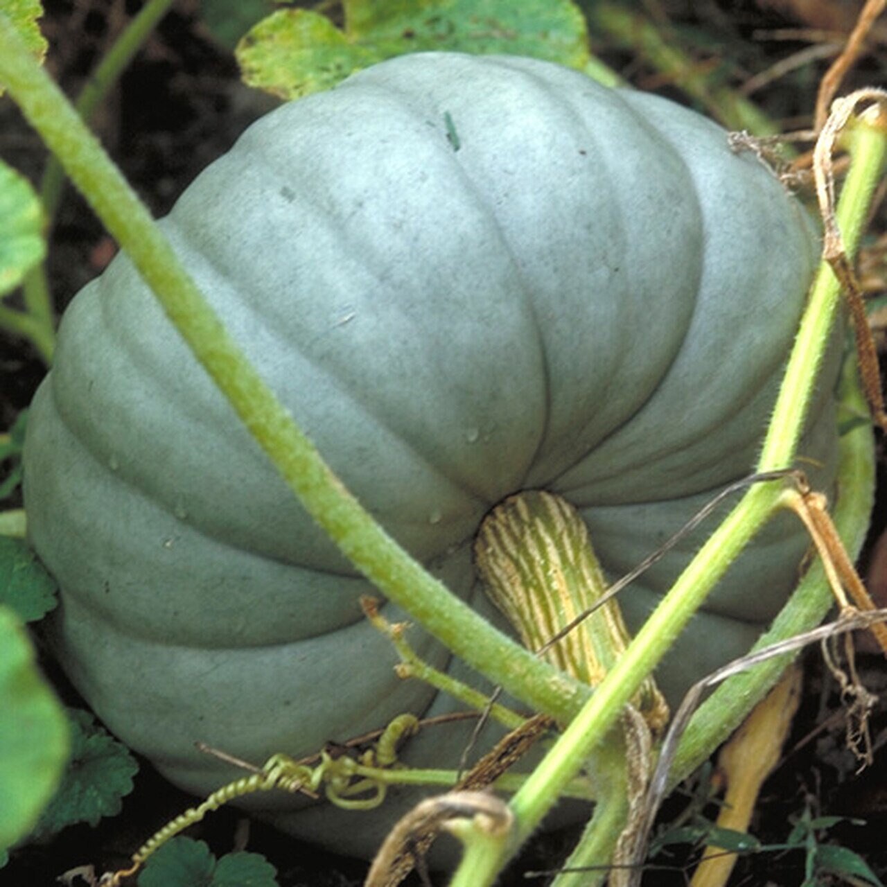 Jarrahdale Blue Pumpkin Seeds USA Garden Vegetable Winter Etsy