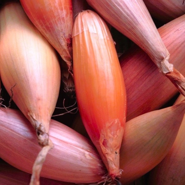 Zebrune Shallot Seeds | Heirloom French Pink Banana Semi-Long Shallots Red Onions Garden Sets Transplants Seed For 2024 Season Fast Shipping
