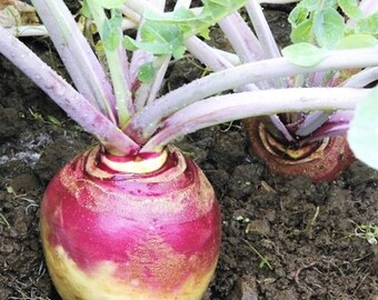 American Purple Top Rutabaga Seeds | Swede Swedish Wax Turnip White Neep Parsnip Non GMO Heirloom Vegetable Seed 2024 Season Fast Shipping