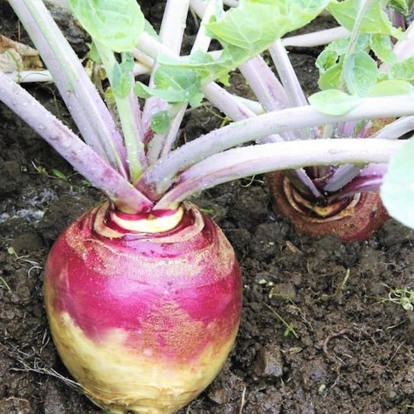 American Purple Top Rutabaga Seeds | Swede Swedish Wax Turnip White Neep Parsnip Non GMO Heirloom Vegetable Seed 2024 Season Fast Shipping